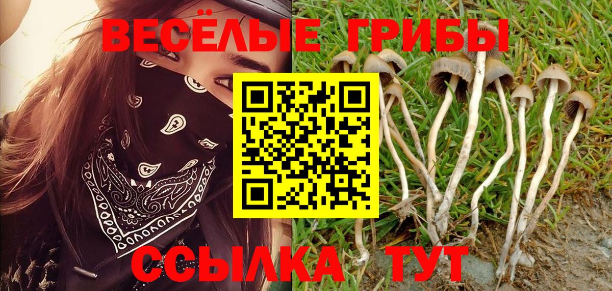 Псилоцибиновые грибы Psilocybe Сегежа